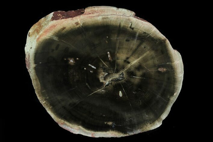 Triassic Petrified Wood (Woodworthia) Slab - Zimbabwe #78903